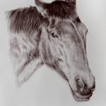 Twizel Bridger. February 2016