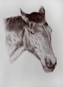 Twizel Bridger. February 2016