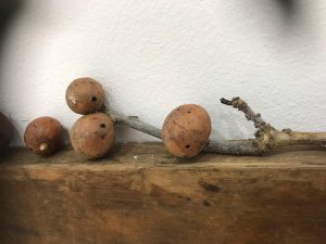Smart Phone Photo of OAK GALLS Courtesy David Faithful, Impact 10